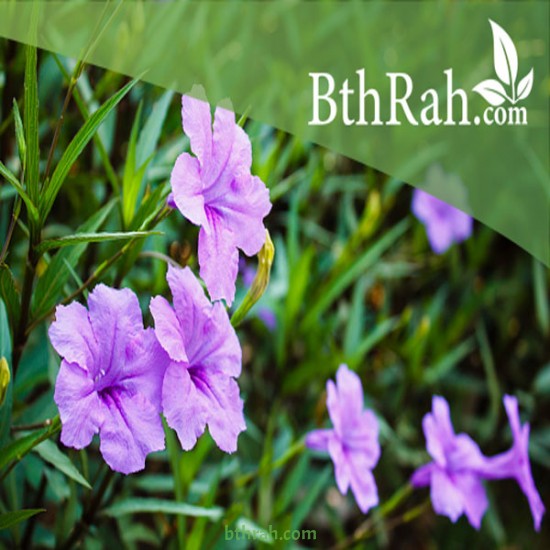 بذور رويليا ( البتونيا البرية )Ruellia tuberosa بذور رويليا ( البتونيا البرية )Ruellia tuberosa